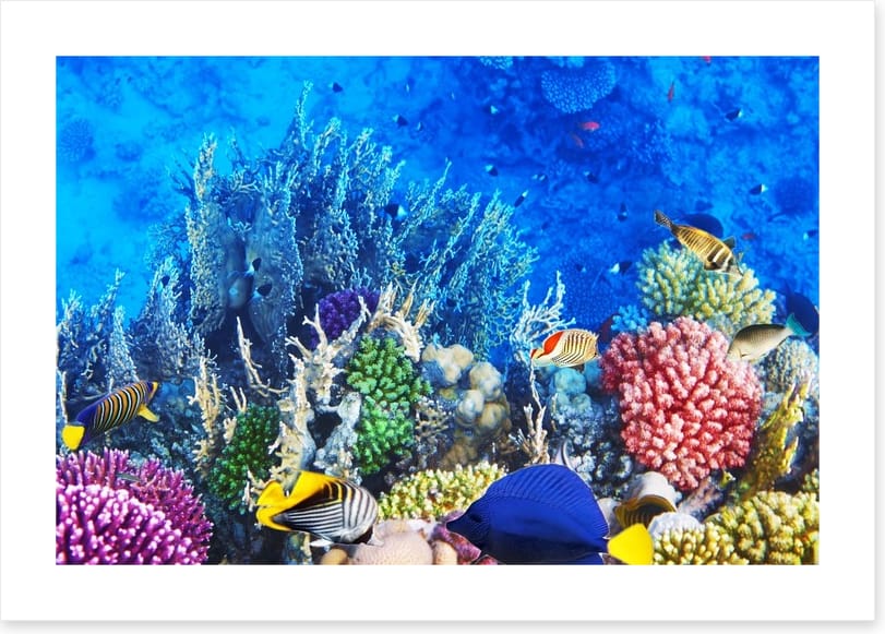 Vibrant coral and fish