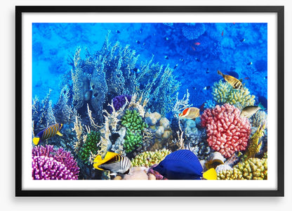 Vibrant coral and fish