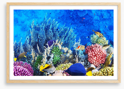 Vibrant coral and fish