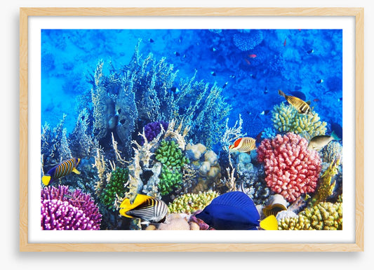 Vibrant coral and fish