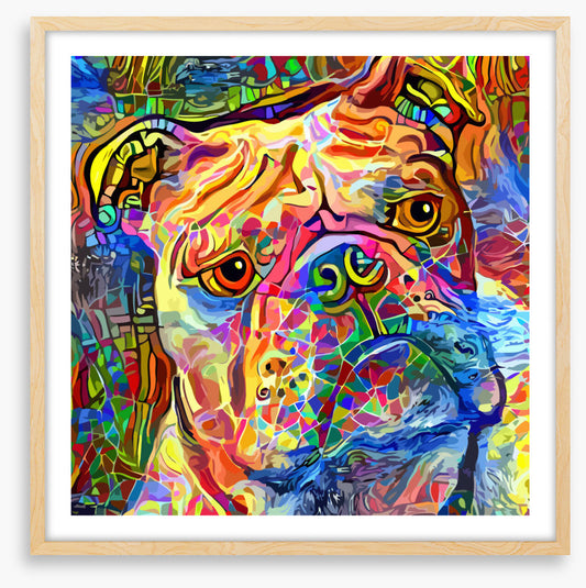 Kooky bulldog