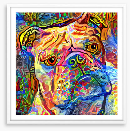 Kooky bulldog