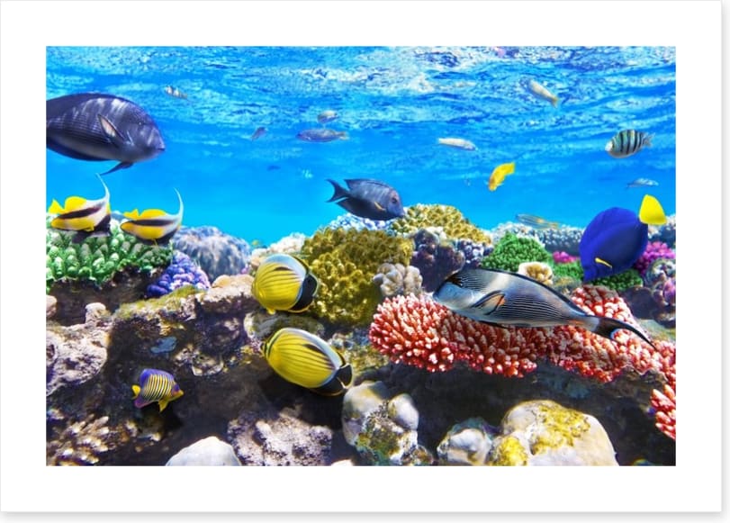 Coral meeting