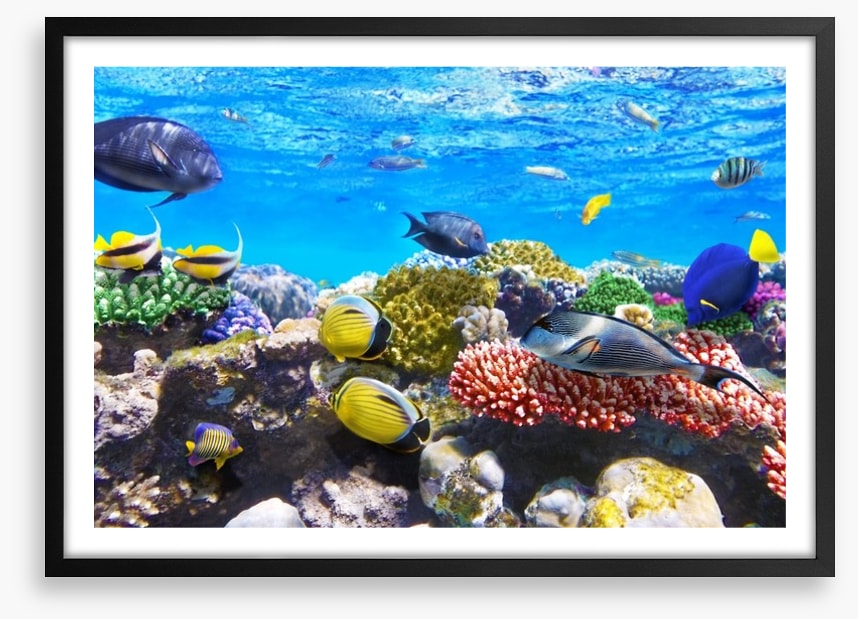 Coral meeting