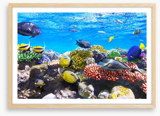 Coral meeting