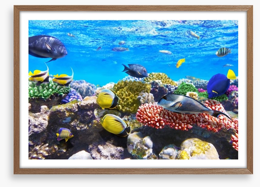 Coral meeting