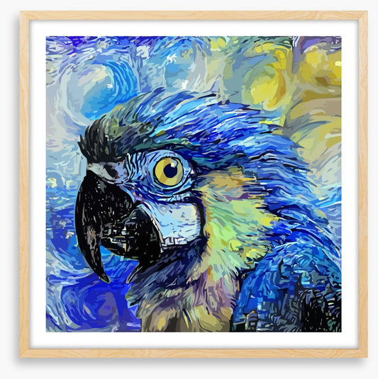 Starry night parrot