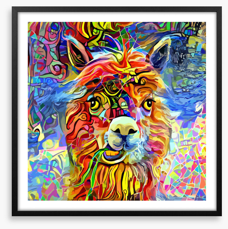 Kooky alpaca