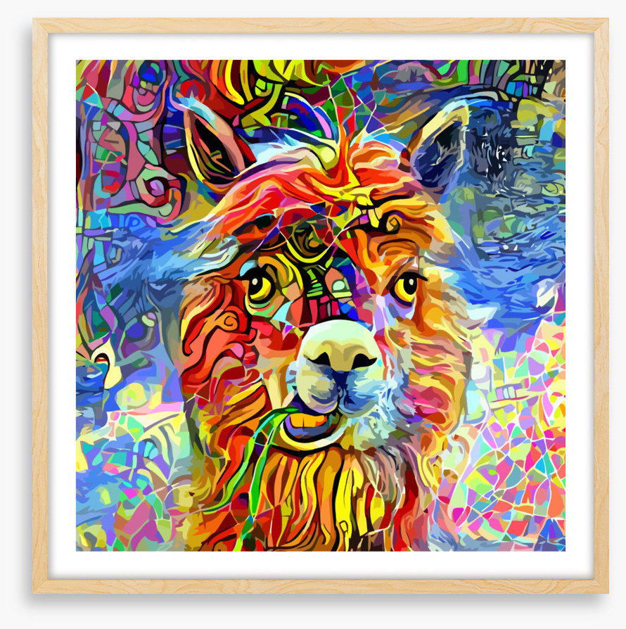 Kooky alpaca