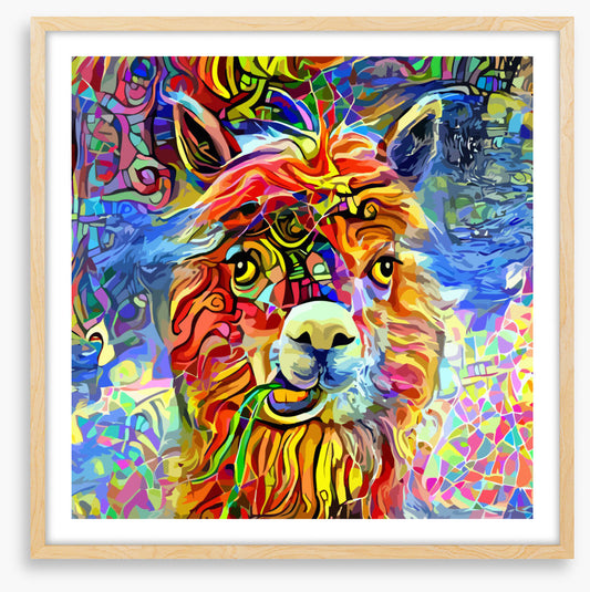 Kooky alpaca