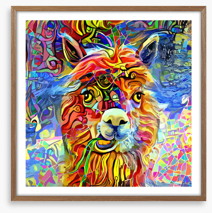 Kooky alpaca