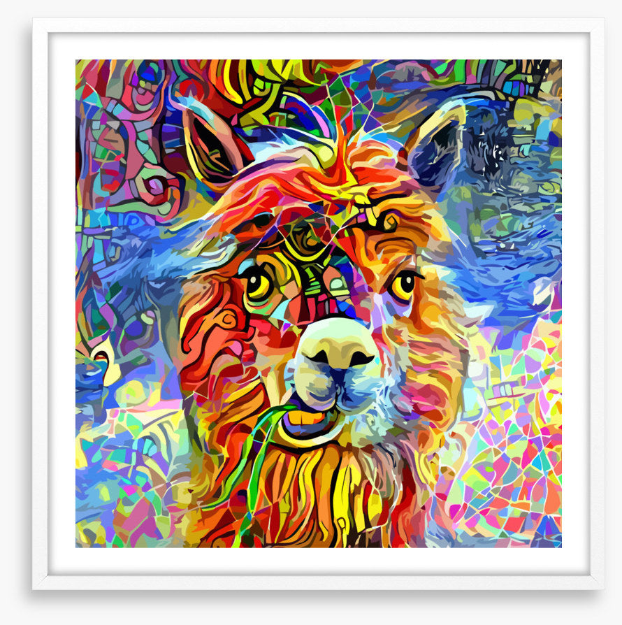 Kooky alpaca