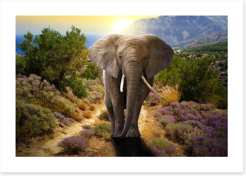 Elephant stroll