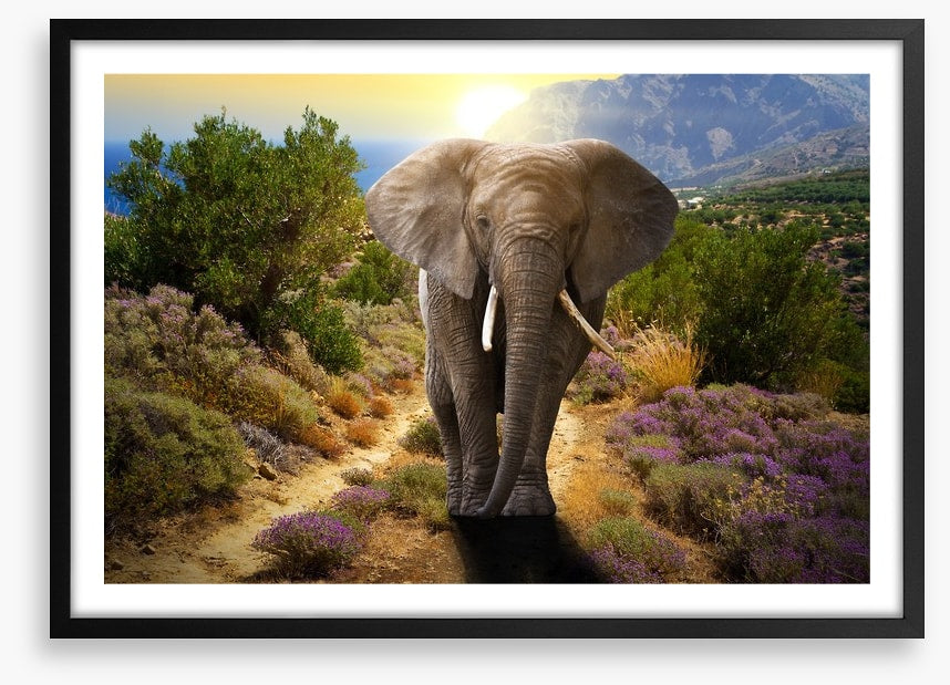 Elephant stroll