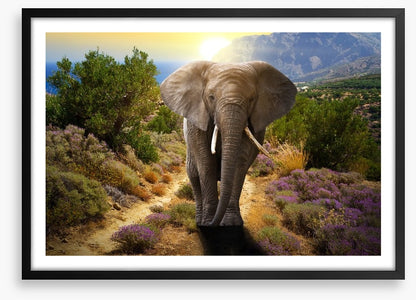 Elephant stroll