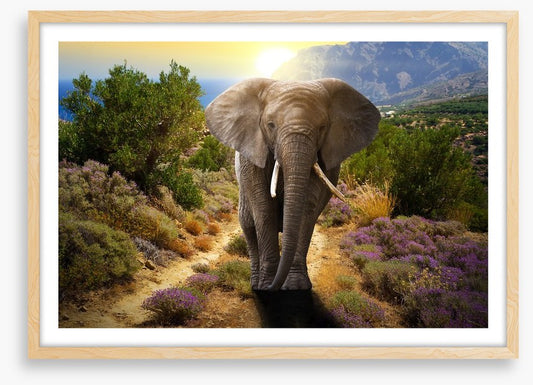 Elephant stroll