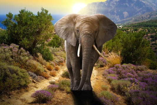 Elephant stroll