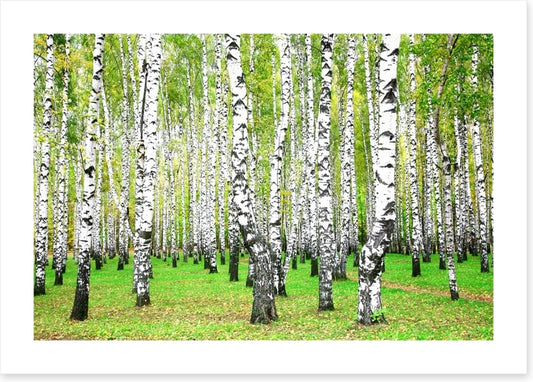 Silver birch grove