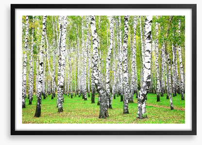 Silver birch grove