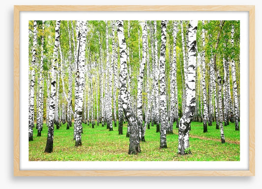 Silver birch grove