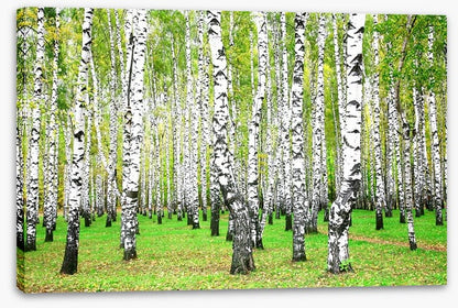 Silver birch grove