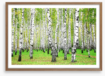Silver birch grove