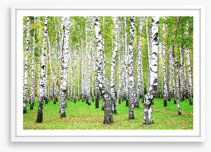 Silver birch grove