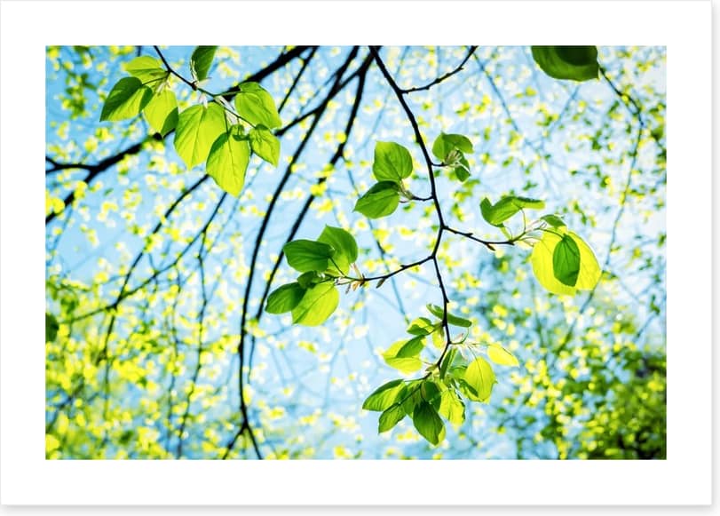 Fresh green spring