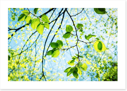 Fresh green spring