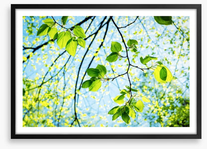 Fresh green spring