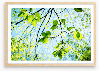 Fresh green spring