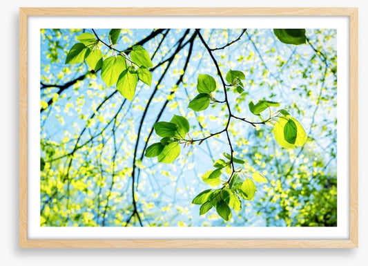 Fresh green spring