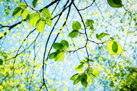 Fresh green spring