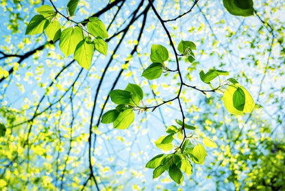 Fresh green spring
