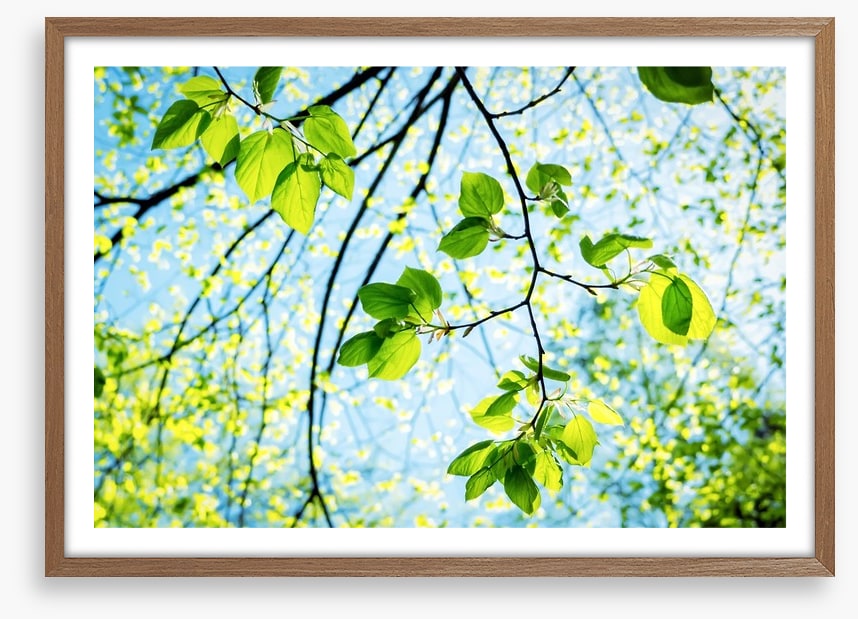 Fresh green spring