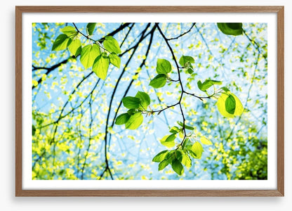 Fresh green spring