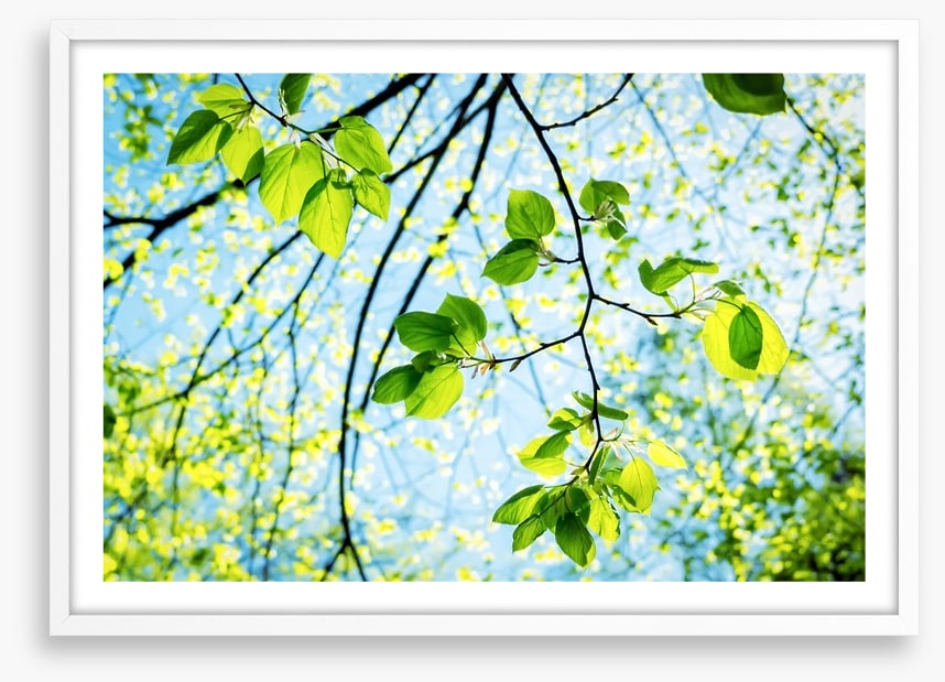 Fresh green spring