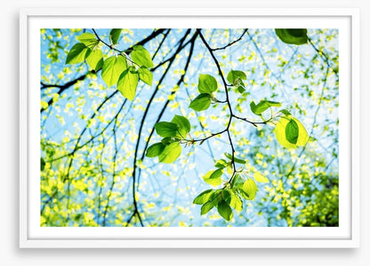 Fresh green spring