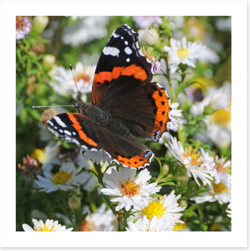 Insects