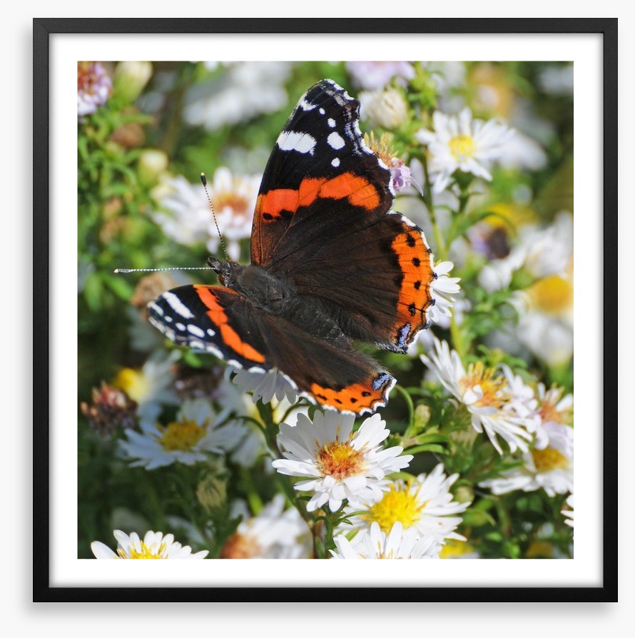 Insects