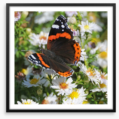 Insects