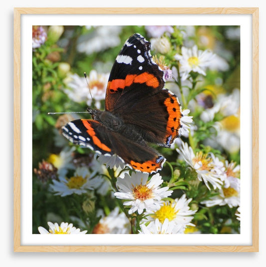 Insects