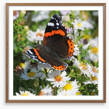 Insects