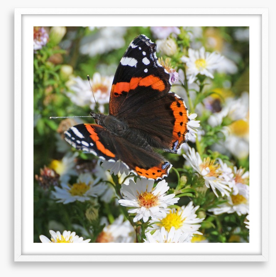 Insects