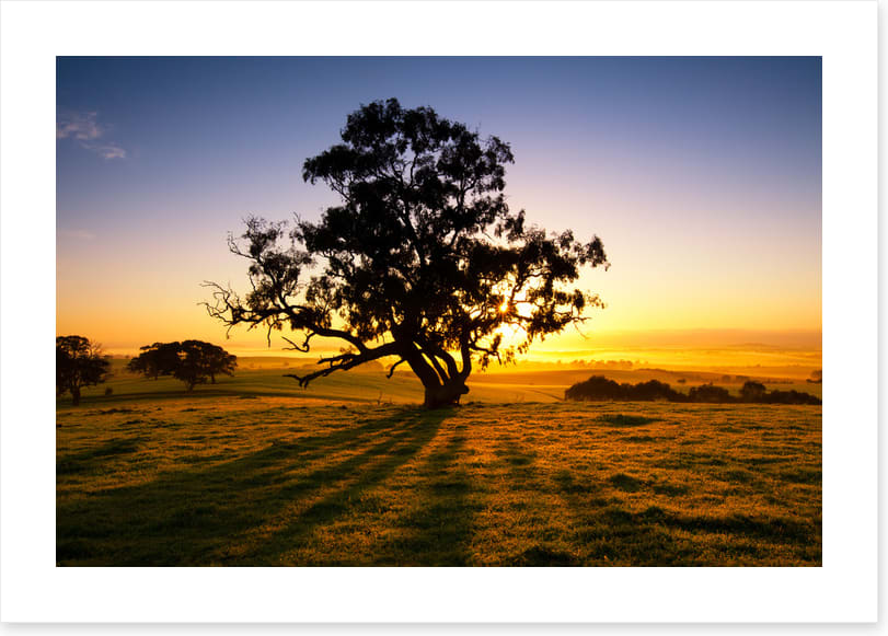 Trees