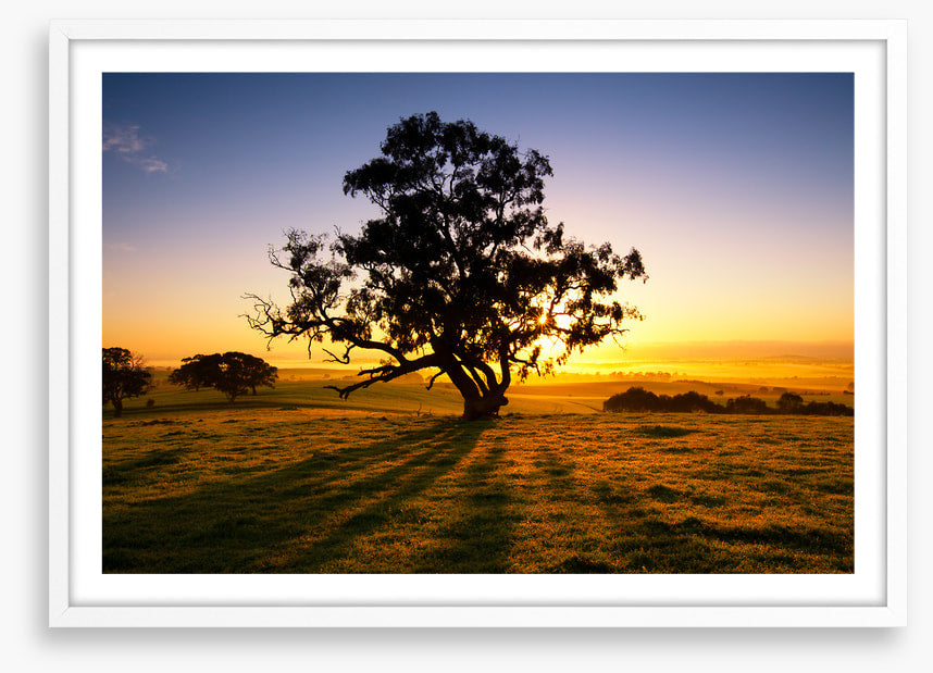 Trees