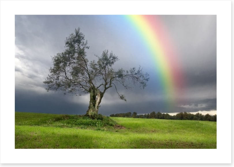 Rainbow over the olive tree