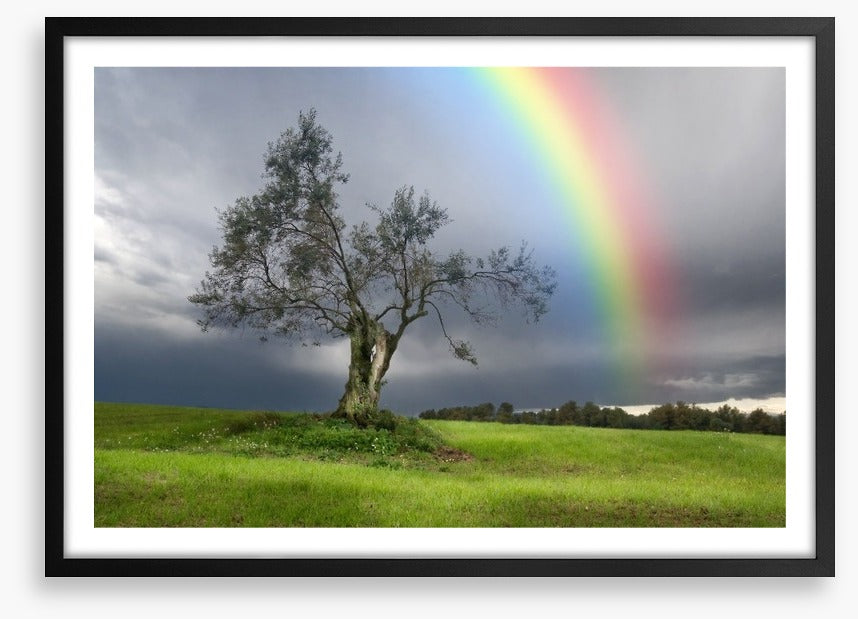 Rainbow over the olive tree