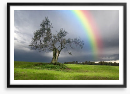 Rainbow over the olive tree