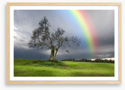 Rainbow over the olive tree